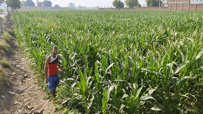 मक्का की फसल दिखाता किसान