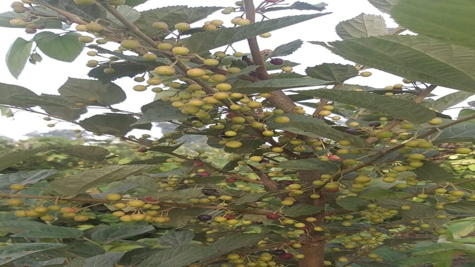 Farmers away from Phalsa