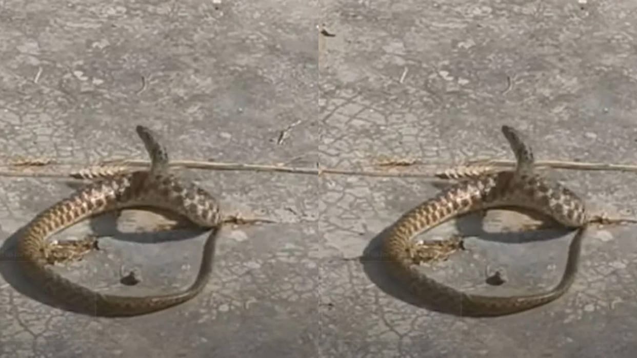 Boys of Bihar made the snake dance to the tune of the Nagin Video goes viral on Internet in Hindi