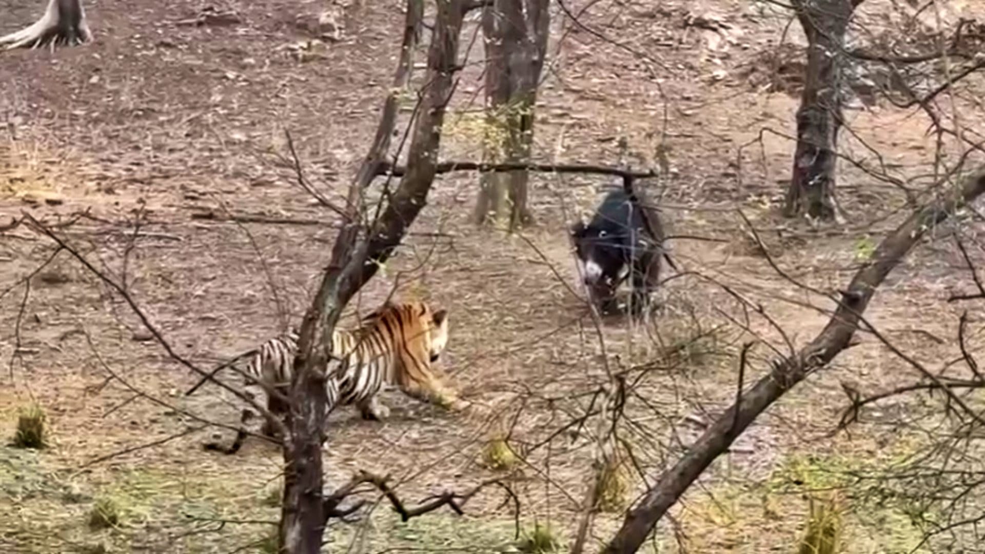 Sawai Madhopur Bear bent on confronting tiger in Ranthambore Tiger Reserve thrill captured in tourists' camera