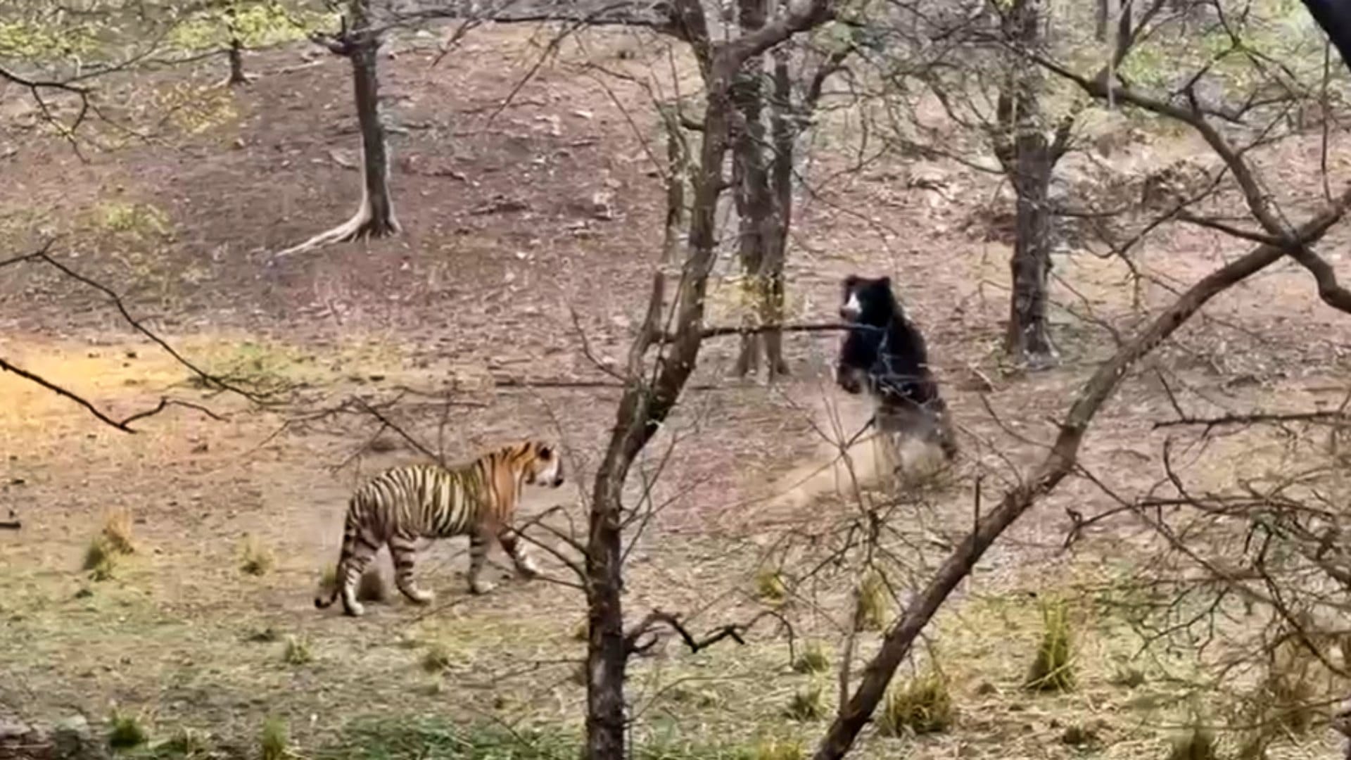 Sawai Madhopur Bear bent on confronting tiger in Ranthambore Tiger Reserve thrill captured in tourists' camera