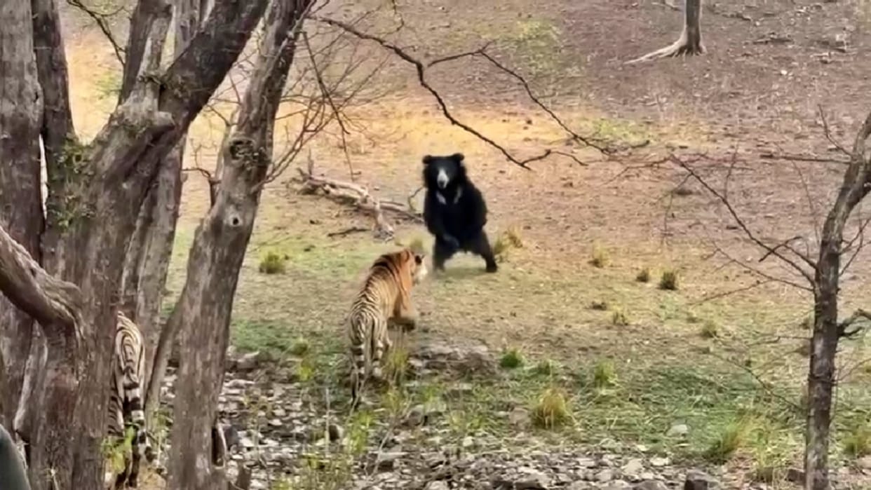 Sawai Madhopur Bear bent on confronting tiger in Ranthambore Tiger Reserve thrill captured in tourists' camera