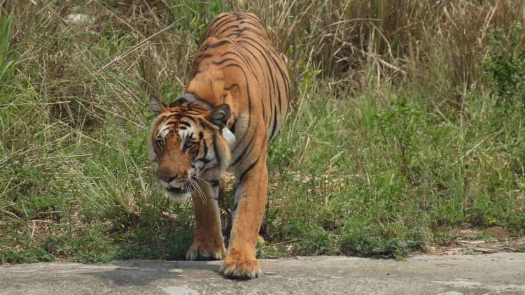 Uttarakhand: प्रदेश में बाघ आकलन की तैयारियां हुईं तेज, पहले चरण में अक्तूबर में होगा साइंस सर्वे शुरू