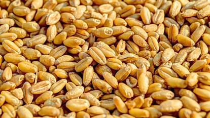 The govt has fixed the price of wheat seeds, the pending amount will be paid to the farmers soon
