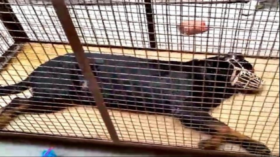 Saharanpur: 21 dogs found suffering from hunger and thirst in a closed house, rats were lying dead