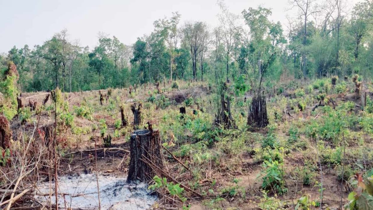 Hundreds of trees were quietly felled before the corundum mine was opened