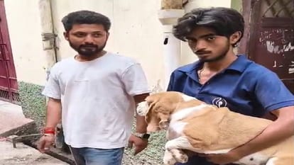 Saharanpur: 21 dogs found suffering from hunger and thirst in a closed house, rats were lying dead
