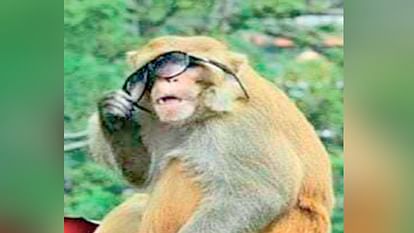 Monkey watcher missing, gang of monkey robbers active on the ridge