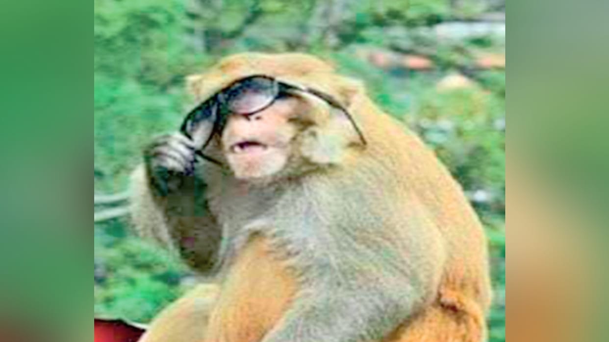 Monkey watcher missing, gang of monkey robbers active on the ridge