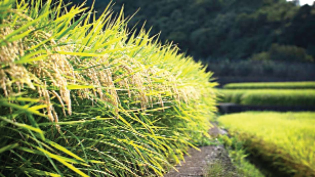 Rice Revolution two genome edited rice varieties  Development achievement for Indian agriculture