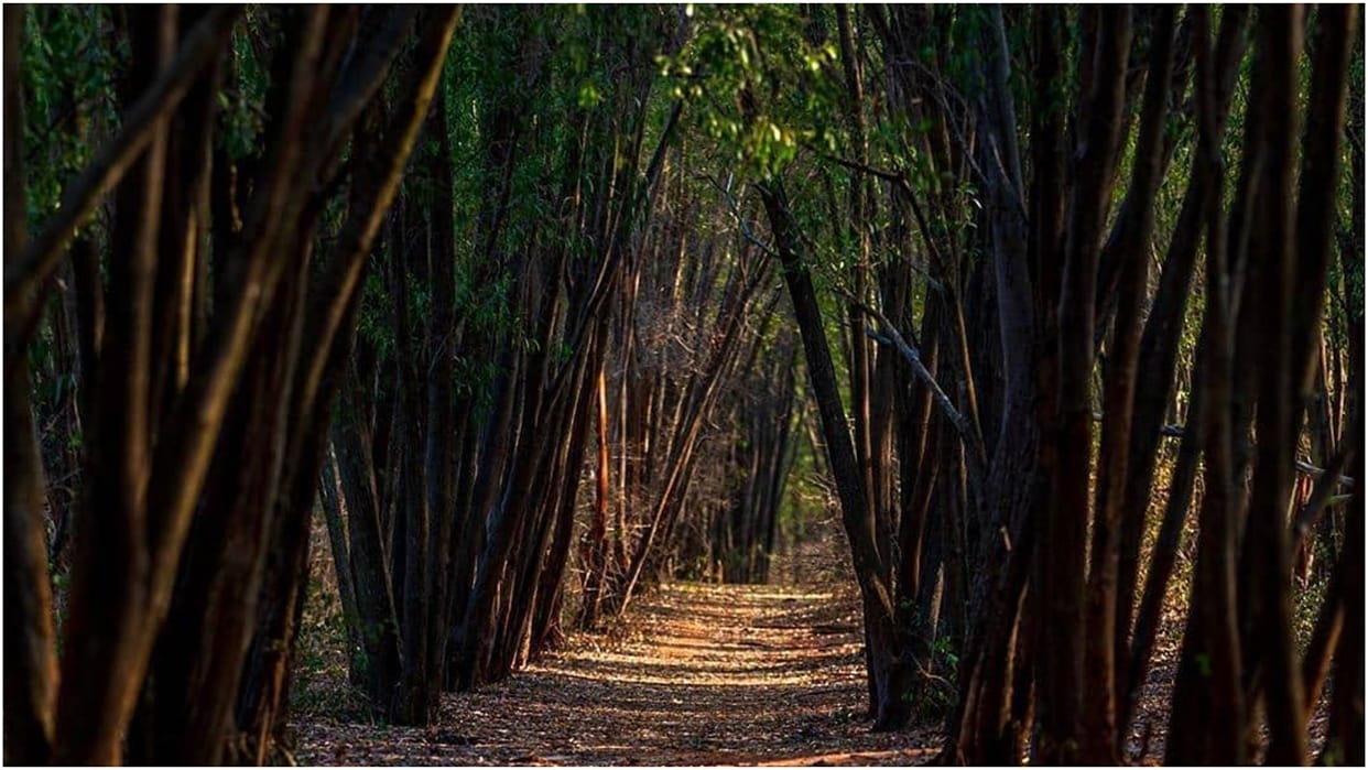 World Environment Day Increasing pressure on Uttarakhand forests needs for development tourism employment