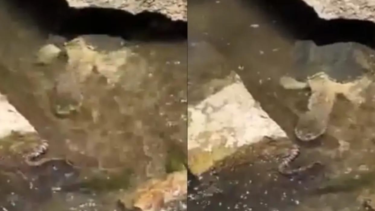 Video Of Turtle Attacking And Eating Snake Shocks Internet Viral News