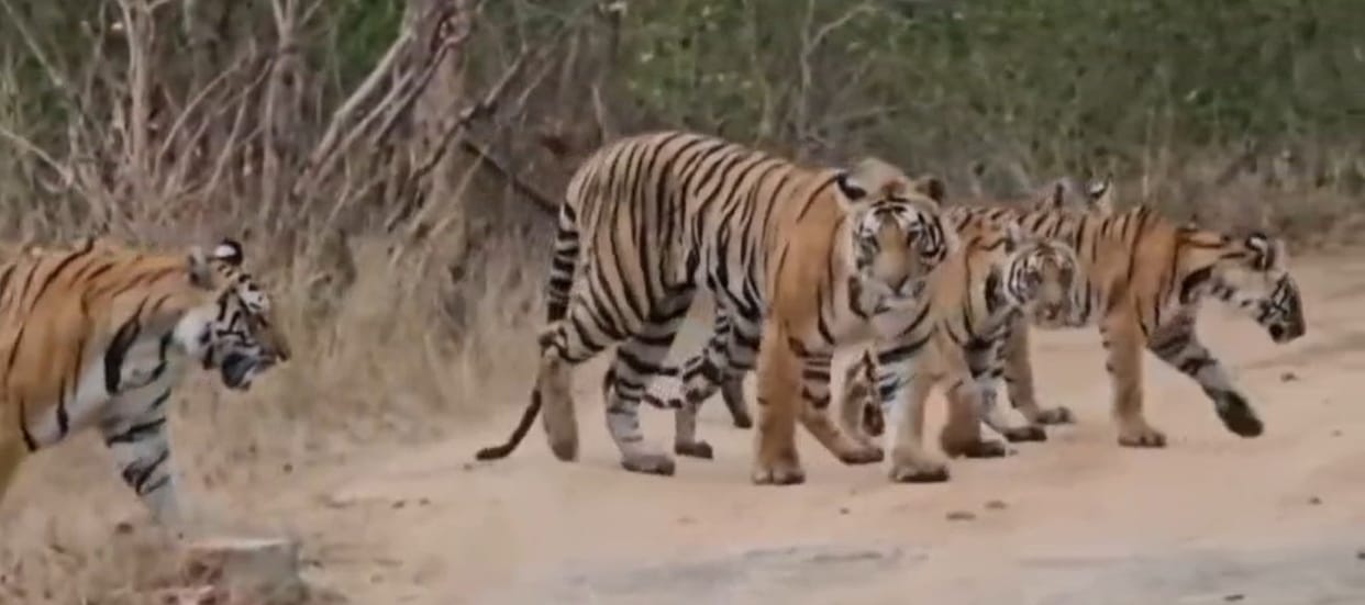 Umaria News: 'Family photoshoot' of Royal Bengal Tiger in Bandhavgarh Tiger Reserve.