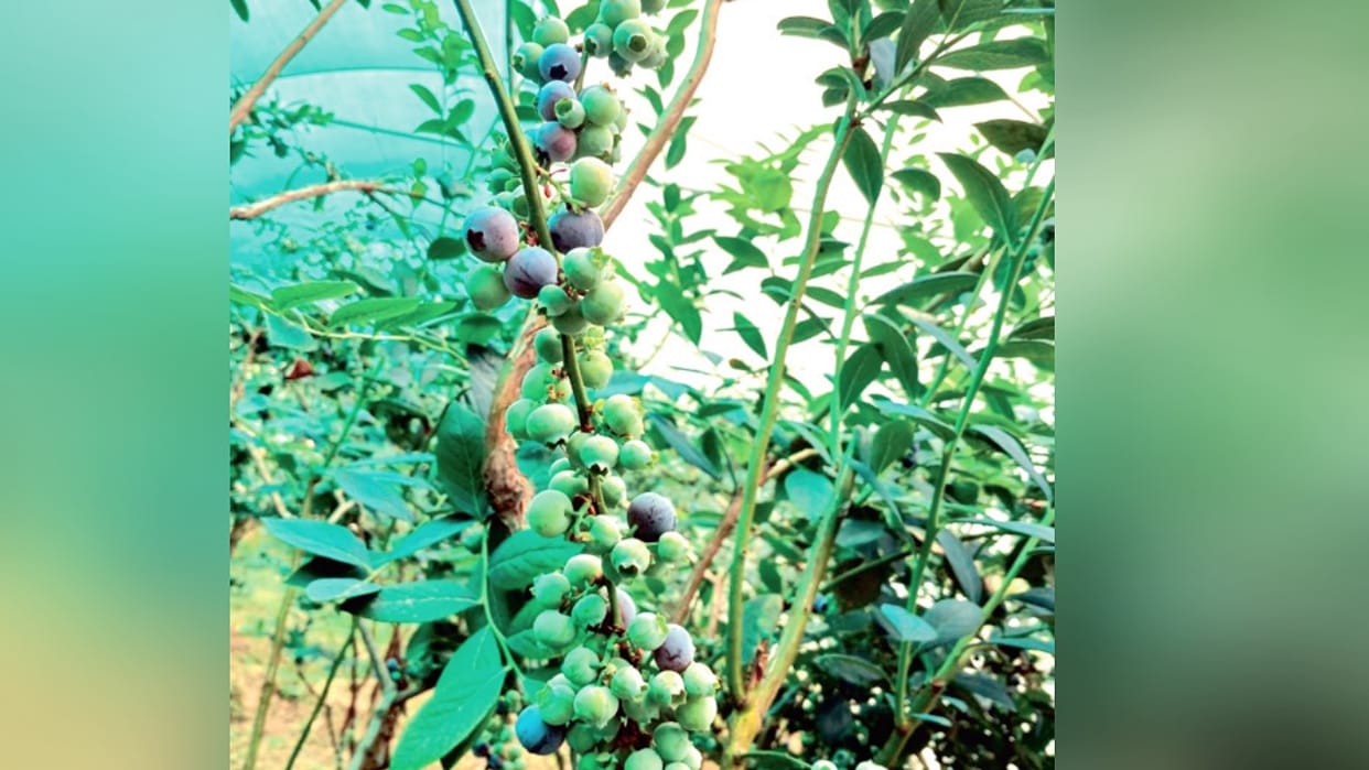 Blueberry is prepared after seven years of research by Agricultural University, it is helpful in fighting canc