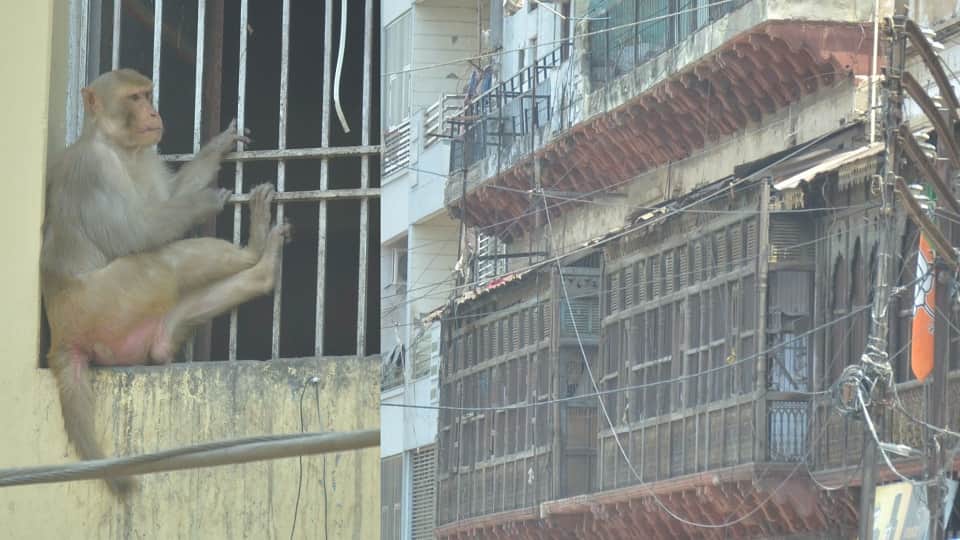 Monkeys run wild in Mora ki Milak... three people attacked in 24 hours.