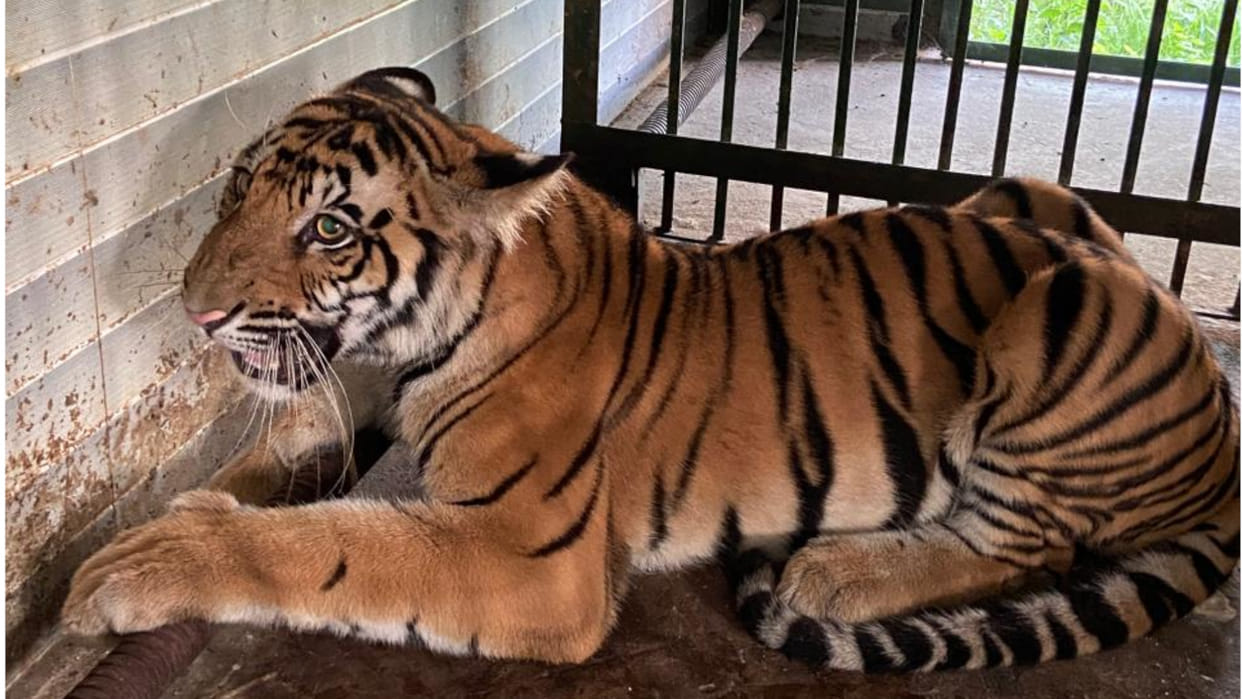 Tigress died of bird flu in UP forest workers alert in Uttarakhand too