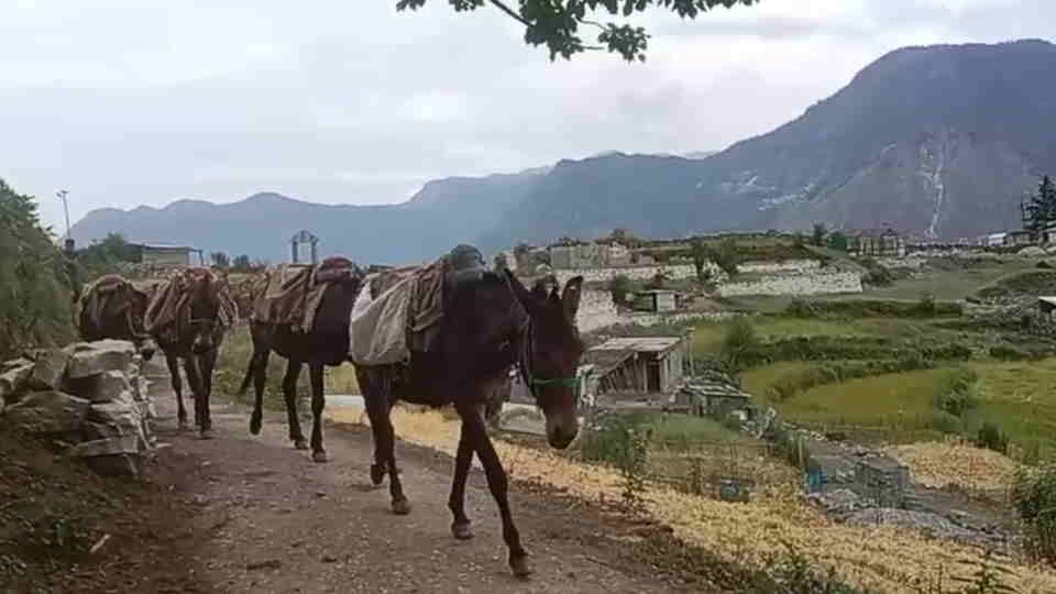 Hemkund Sahib Yatra 2025 Alert regarding equine influenza infection, more than 900 horses and mules examined
