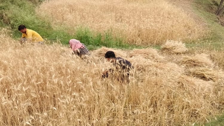 Uttarakhand: सरकारी गोदाम खाली, खेत से ही बिक रहा गेहूं...आंकड़े बता रहे गेंहू की फसल के लिए किसान आत्मनिर्भर