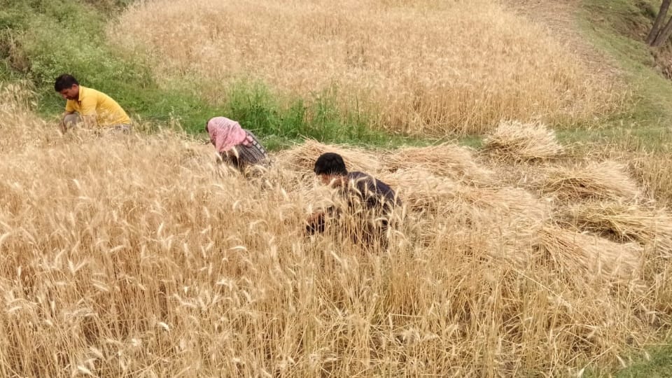 Uttarakhand Government godowns are empty wheat is being sold from the farm itself