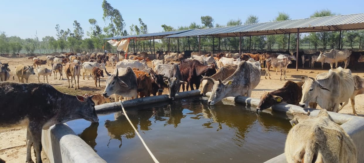 Animal census in Hardoi only 15% donkeys remained and only half of the dogs remained these are the figures