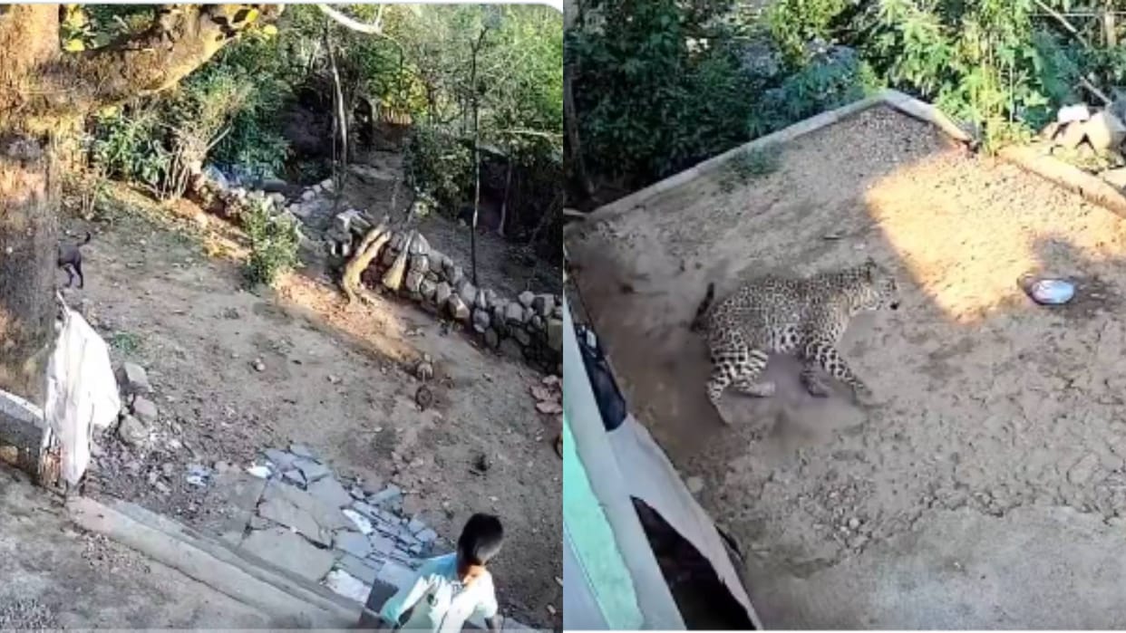 Viral Video Leopard was coming to eat the child then the pet dogs did something that saved his life