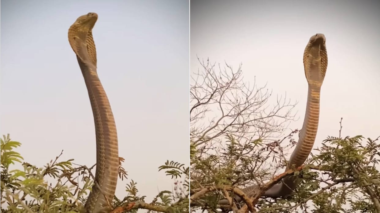 Viral Video A cobra was sitting on a tree with its hood spread without any movement people were shocked