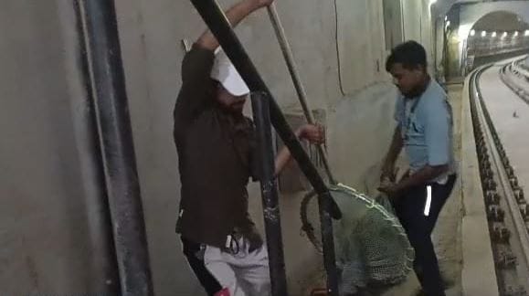 Dog stuck on metro track operations had to be stopped