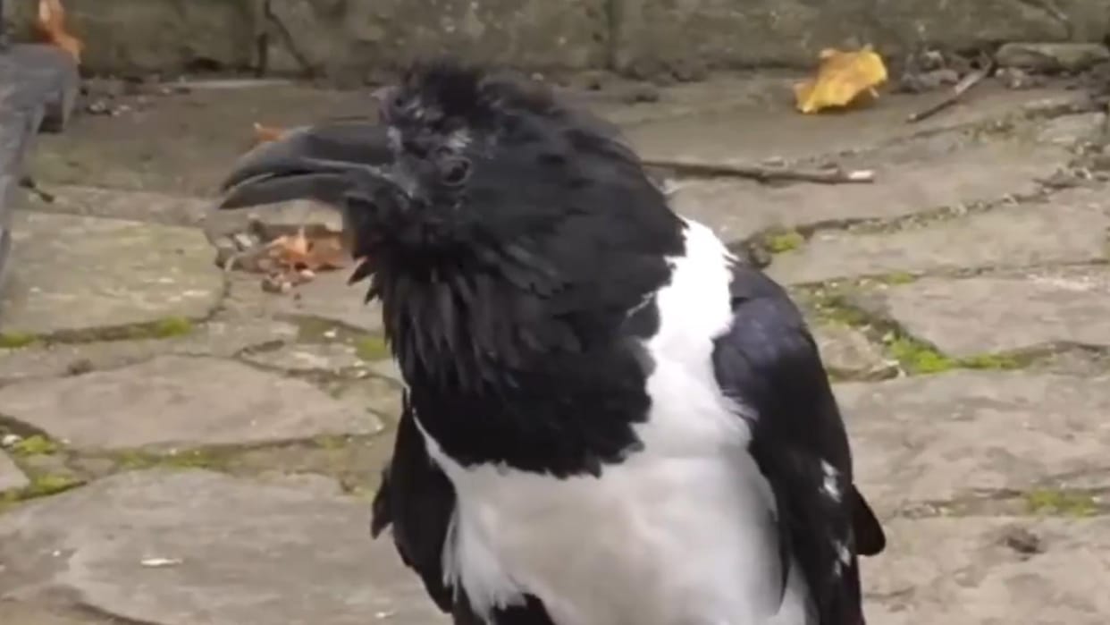 viral video of english speaking crow asks the well being of passersby in english
