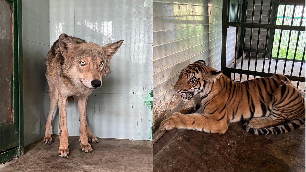 In Gorakhpur Zoo, Bhairavi and Shakti's samples will be sent to Bhopal to detect the infection