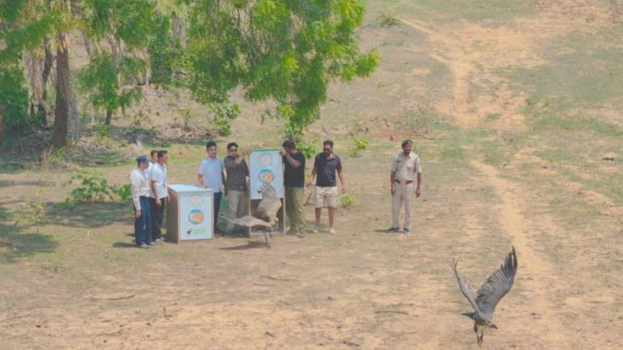 Satellite tagging and ringing was done to stop the declining population of vultures.