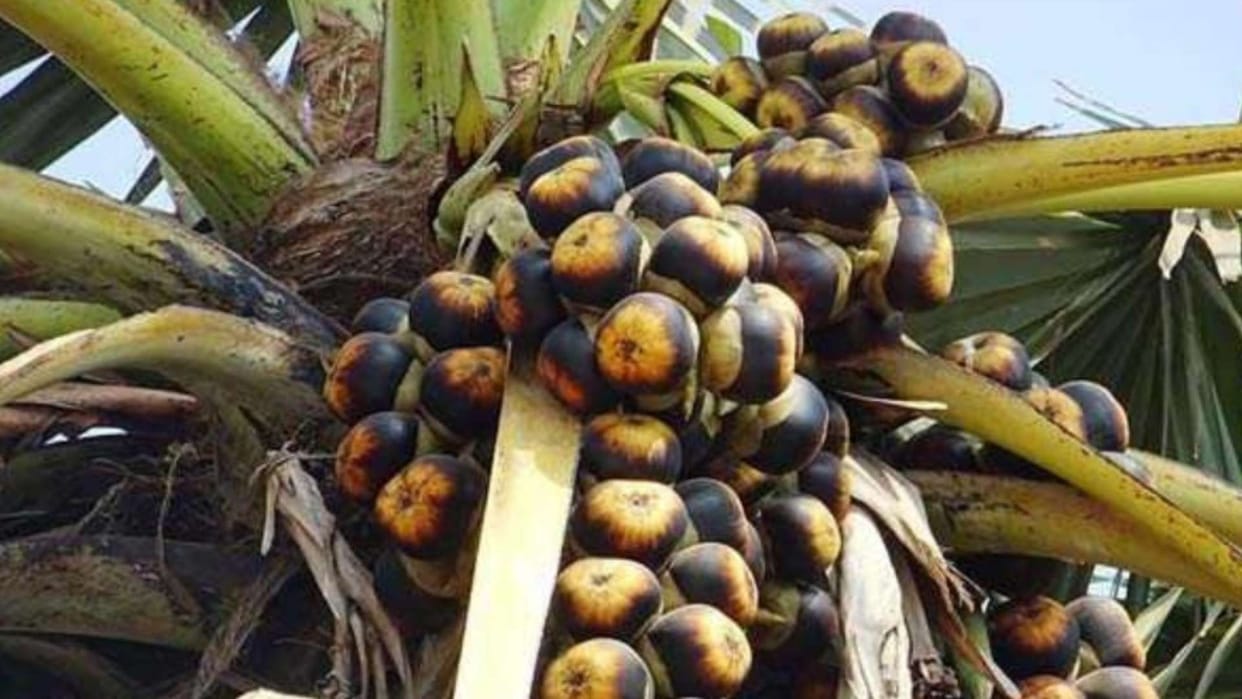 Bihar News: 2 lakh palm trees identified for Neera production, 20 thousand tappers will get benefit; know ever