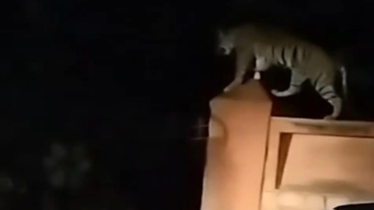 Sawai Madhopur News: The tigress roamed on Ranthambore Road for an hour, forest department sent to the forest