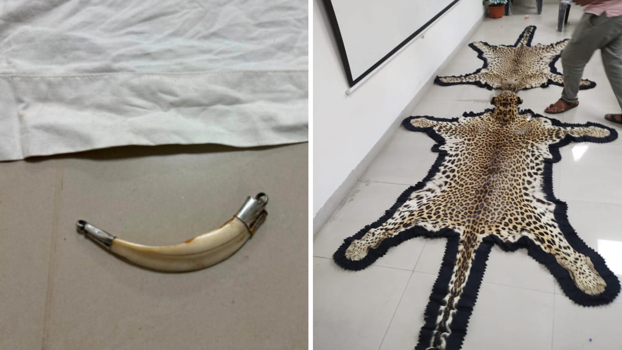 Ujjain News: Big disclosure of wildlife smuggling in Ujjain, two leopard skins and pig teeth recovered