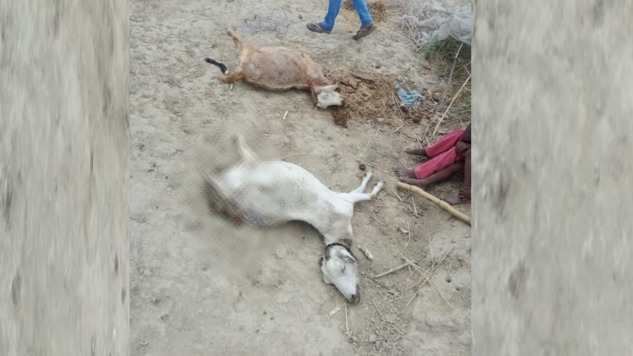 Tiger terror again Daudpur forest wild animal hunted three goats