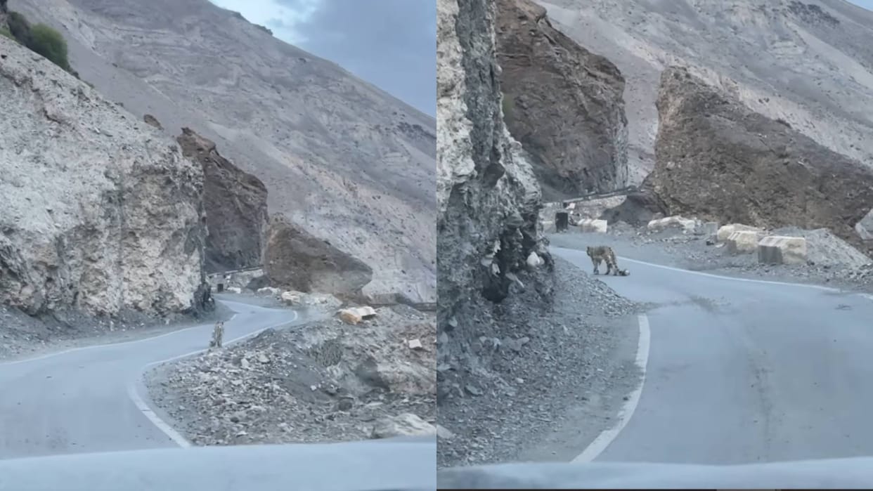 Tourist saw a Snow Leopard while driving in Spiti Valley people said you are lucky Video goes viral