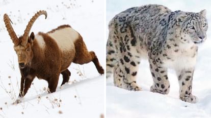 Himachal Tsarap Chu of Lahaul-Spiti declared India largest wildlife reserve spread over 1700 square kilometers