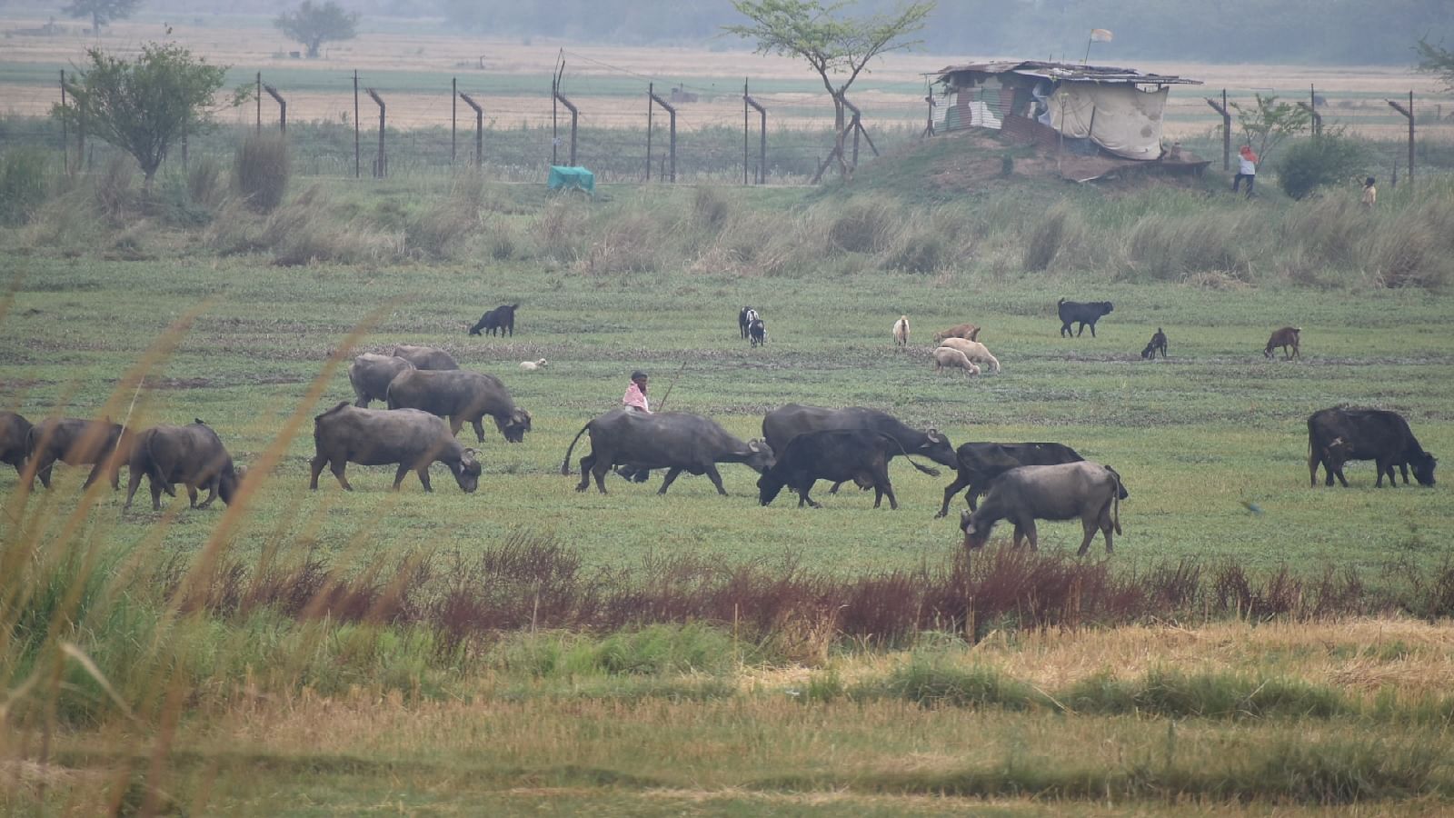 अब्दुलिया गांव के ग्रामीण मवेशी चराते हुए।