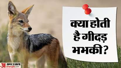 क्या होती है गीदड़ भभकी? क्यों डरपोक और कायर प्रवत्ति के लोगों की होती है इस जानवर से तुलना