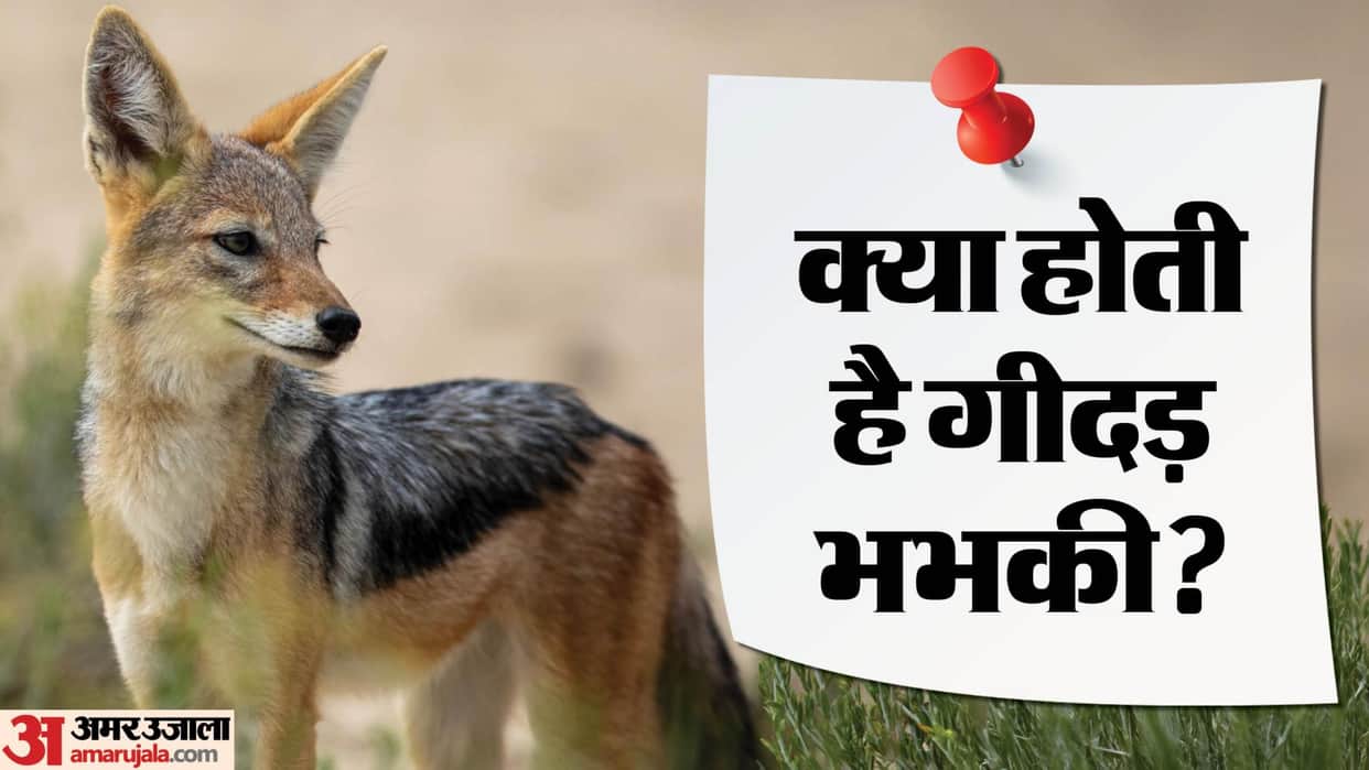 India Pakistan Tensions What is jackal barking know the all details