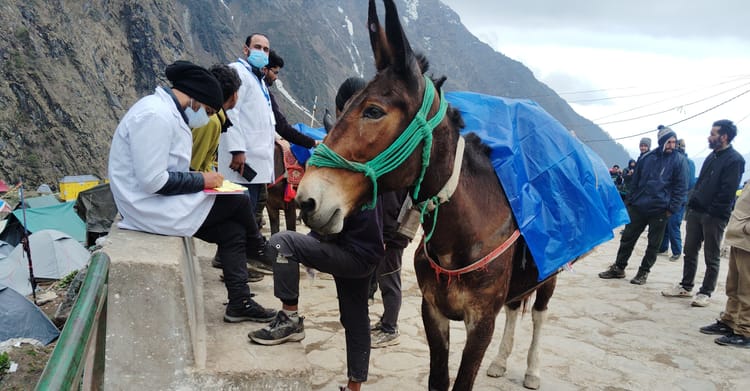 Kedarnath Yatra: गौरीकुंड से केदारनाथ तक दो घोड़े-खच्चरों का ट्रायल रहा सफल, फिर 34 और भेजे