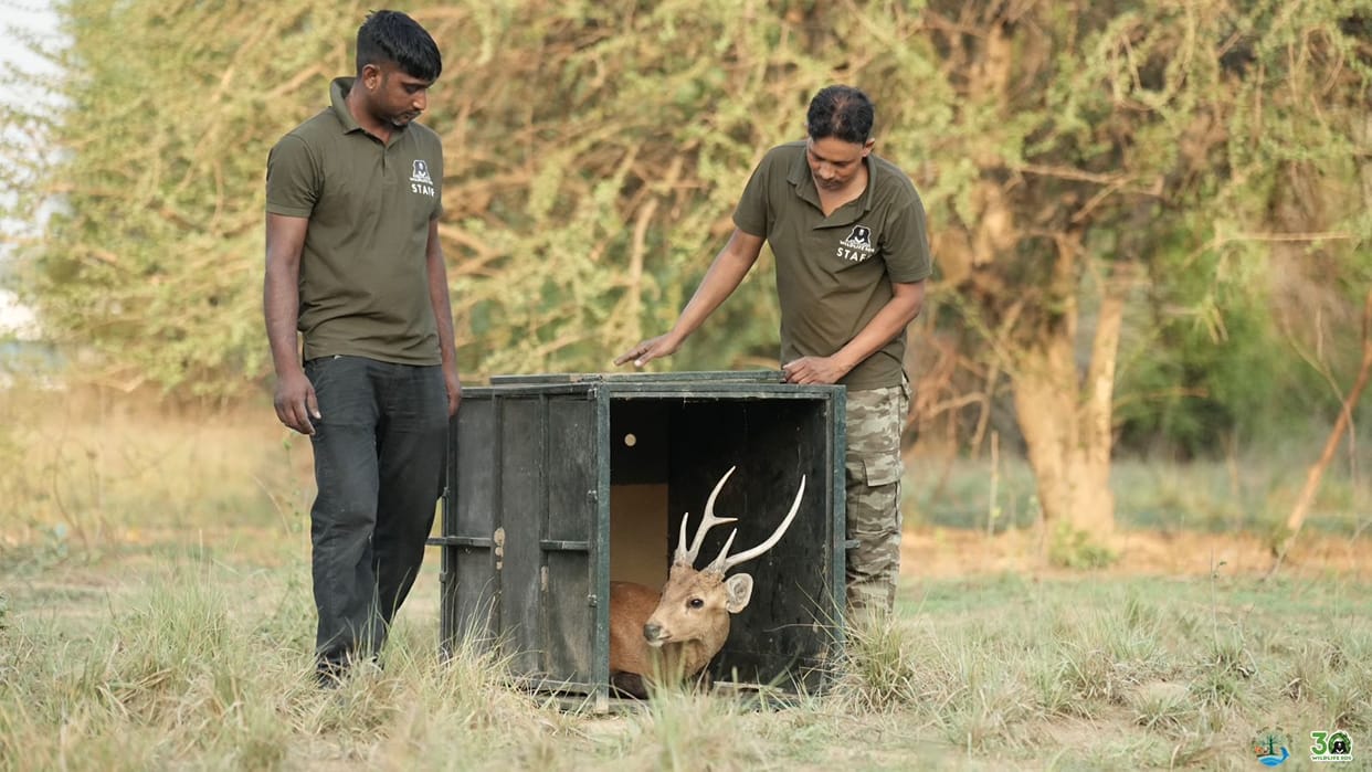Wildlife SOS treats injured deer