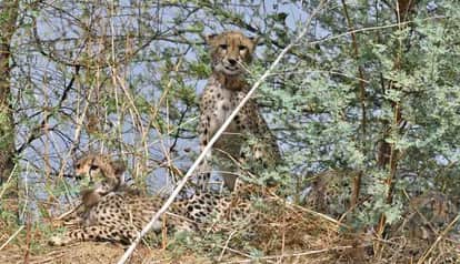 Shivpuri News: A group of five cheetahs from Kuno Sanctuary of Sheopur reached Kirauli village of Shivpuri