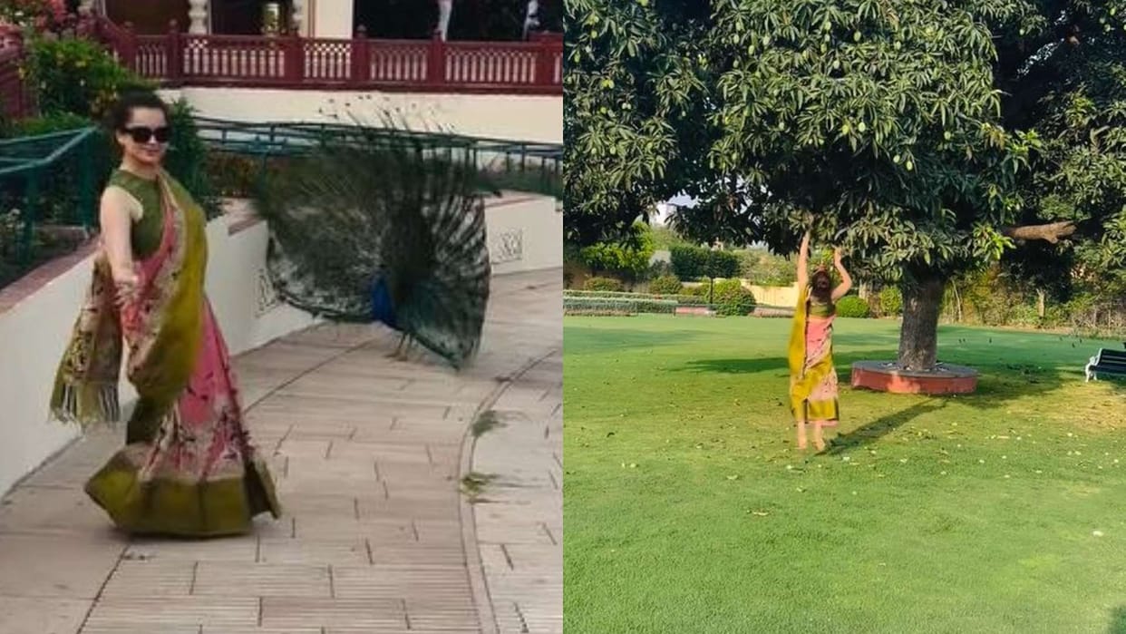 Kangana Ranaut dance like peacock after watching peacock get mangoes from tree see viral video