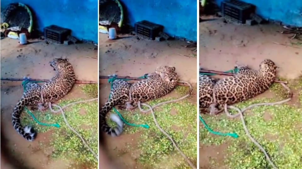 leopard attacked two young men and a dog in a farm house In Bijnor