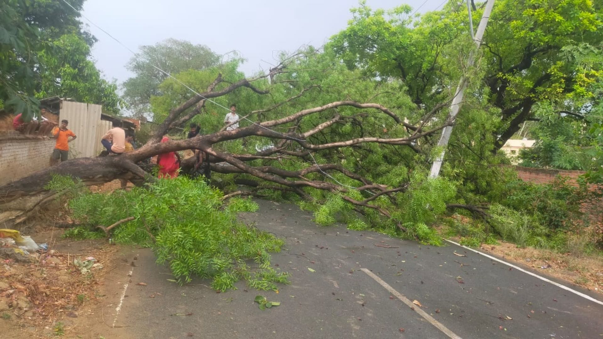 Meerut: Trees fell on power lines due to the storm, know in which areas lights went off