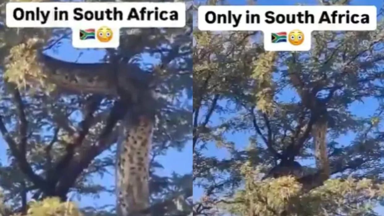 a giant python seen climbing a tree in the forests of africa