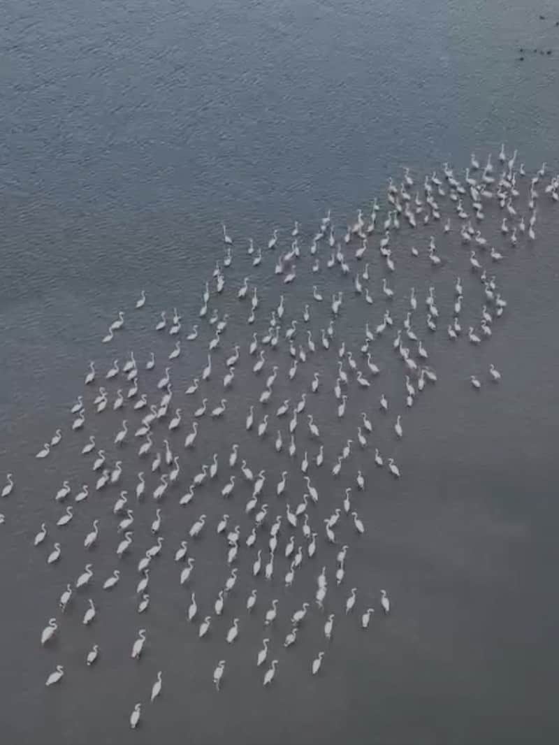 बांसवाड़ा: माही डैम की लहरों पर अटखेलियां करते राजहंसों का खूबसूरत नजारा