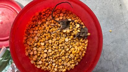 Himachal Hamirpur Claim of finding a dead rat in a closed packet of gram lentils video viral