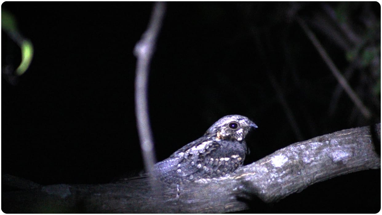 birds world Nightjars Bird  species is found from northwestern India and adjoining parts of Pakistan