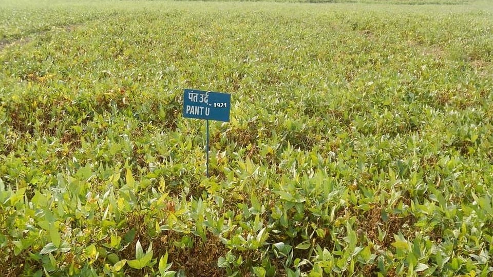 Scientists of Pant University have developed two new species of urad